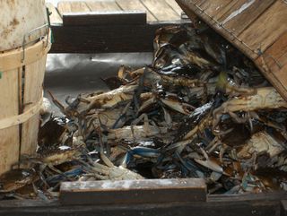 sm blue crabs