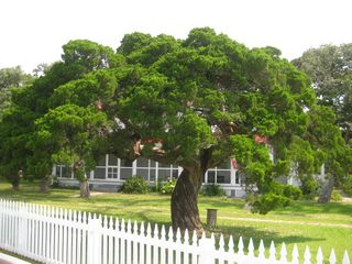 sm costal tree02